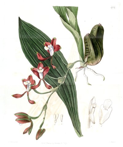 Batemannia colleyi by Jams  Watts